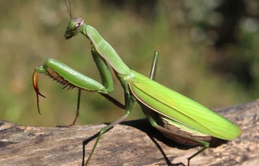 When this insect lands on you, BE CAREFUL. Here’s what the Universe is trying to tell you