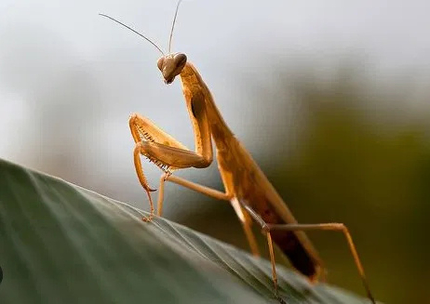 When this insect lands on you, BE CAREFUL. Here’s what the Universe is trying to tell you