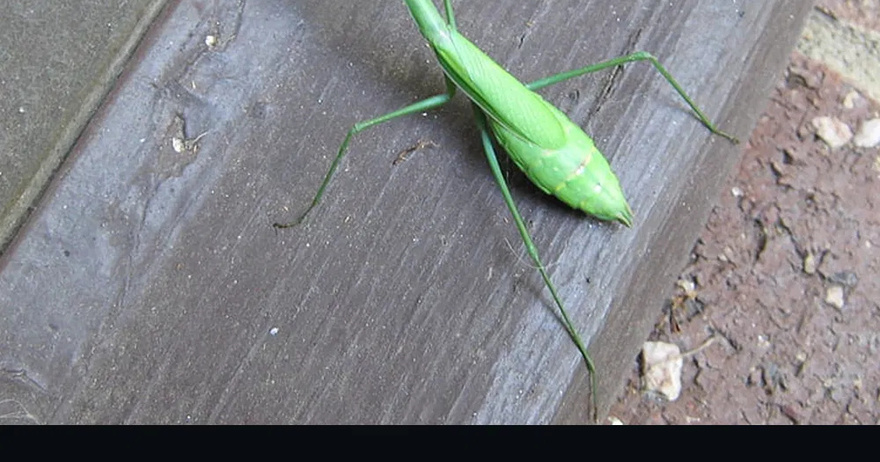 When this insect lands on you, BE CAREFUL. Here’s what the Universe is trying to tell you