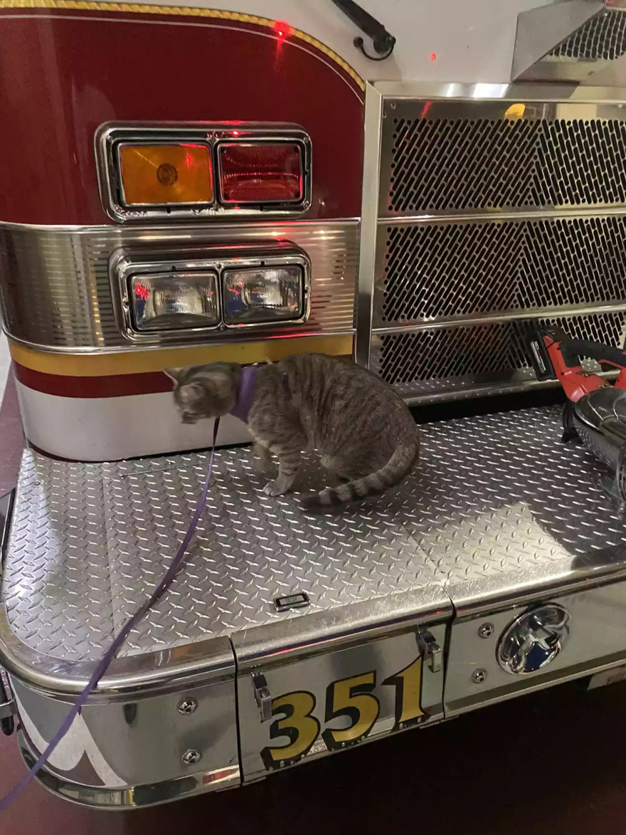 Volunteer Firefighter Goes Viral for Bringing His Beloved Cat, Peanut, Along for a Day on the Job