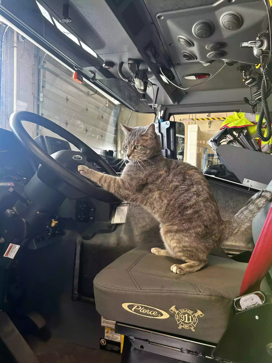 Volunteer Firefighter Goes Viral for Bringing His Beloved Cat, Peanut, Along for a Day on the Job