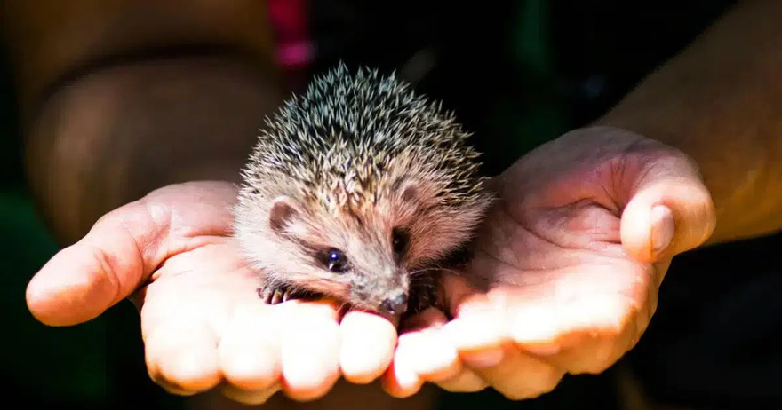 If a hedgehog crosses your garden, it is never trivial: it is the messenger of an important change