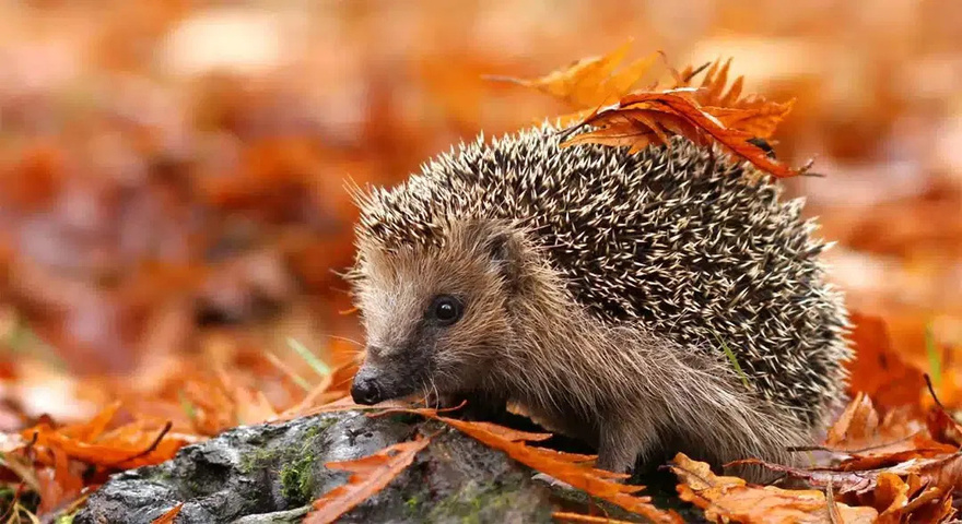 If a hedgehog crosses your garden, it is never trivial: it is the messenger of an important change