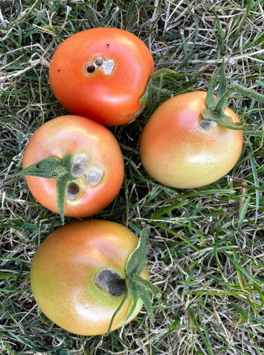 Make the most of tomatoes with imperfections