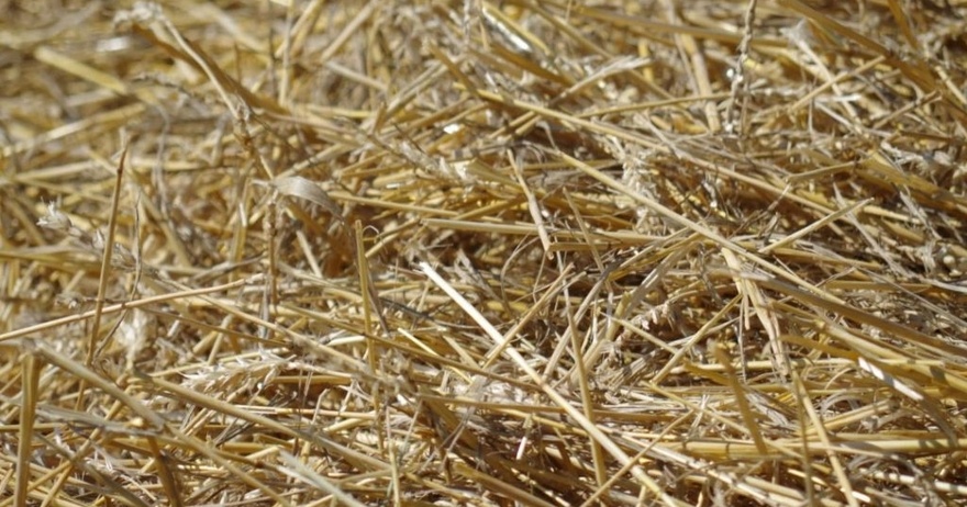 Can you spot the french fries in 15 seconds?