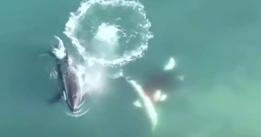World’s first aerial footage of killer whales hunting and killing great white sharks is nature at its scariest