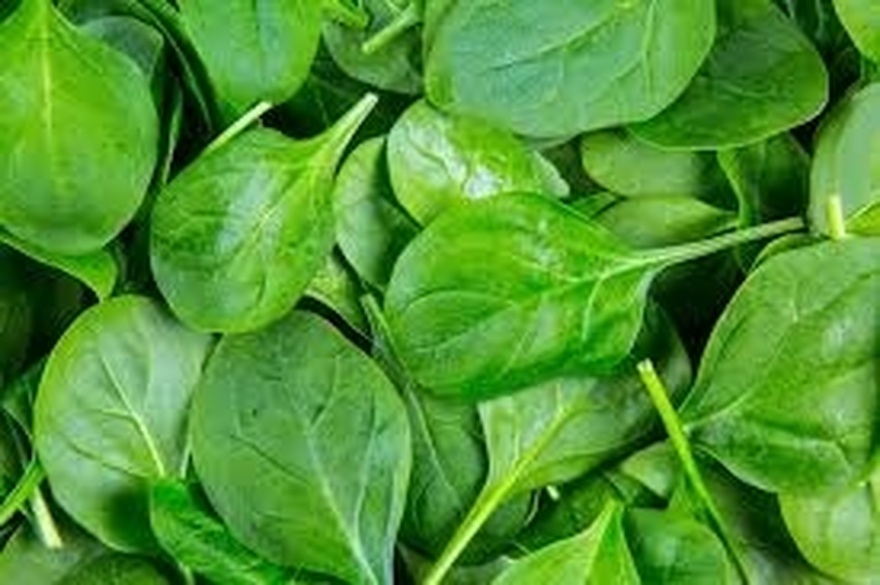 Bacteria Remover: This Plant Cleanses the Intestines and Liver