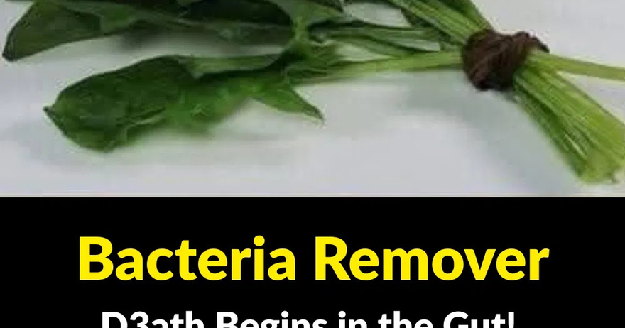 Bacteria Remover: This Plant Cleanses the Intestines and Liver