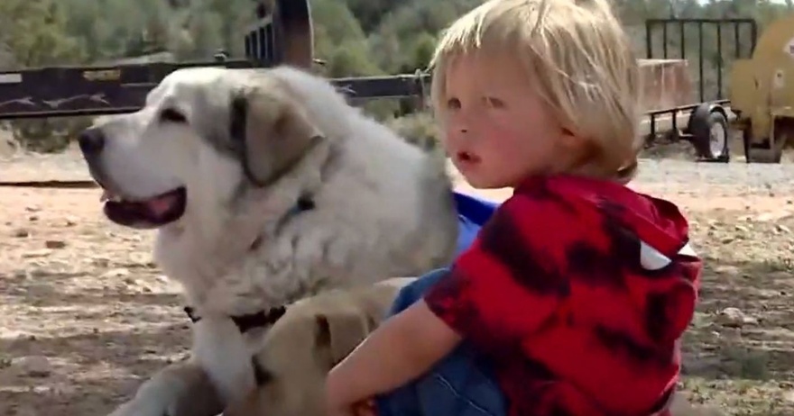 Boy, 2, Who Spent Night in Wilderness Reunites with Dog Who Rescued Him 7 Miles from Home