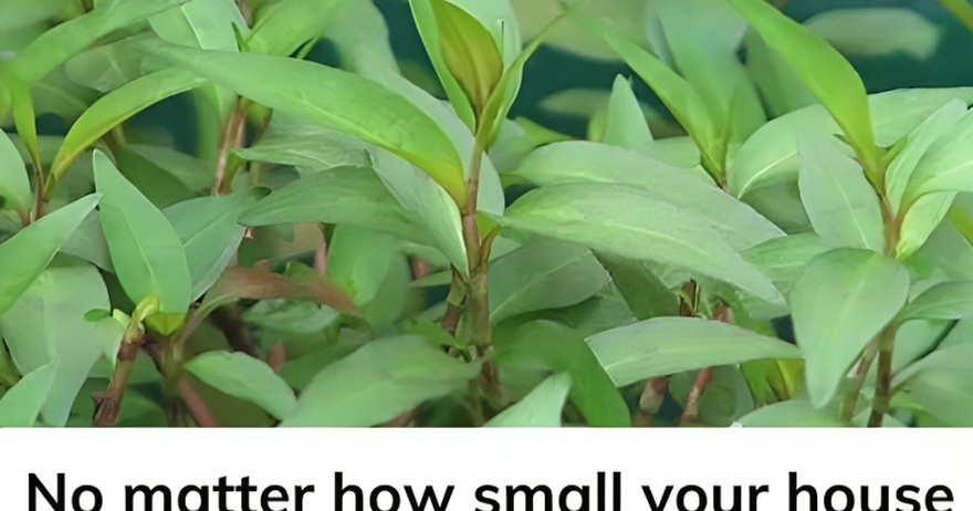 No matter how small your house is, you must grow this plant in your house.