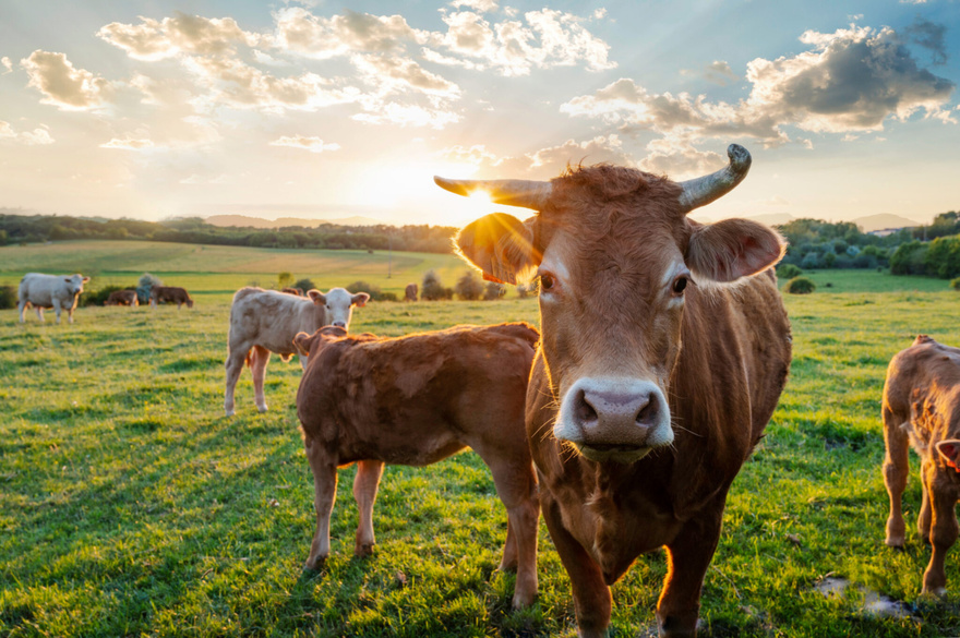 Farmers finds his pasture empty, then stumbles upon all 32 of his cows dead in a pile