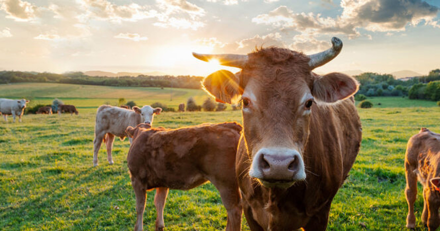 Farmers finds his pasture empty, then stumbles upon all 32 of his cows dead in a pile