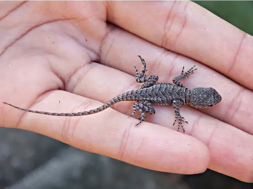 Did you know: When a lizard visits your house, it’s a sign