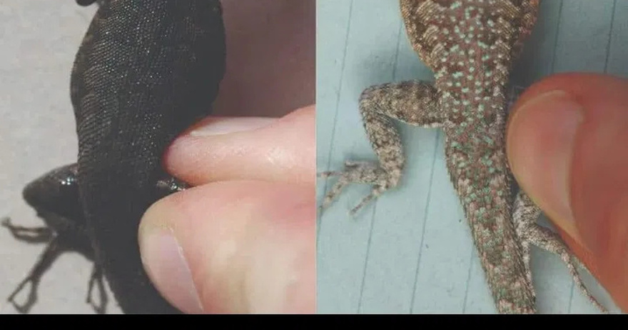 Did you know: When a lizard visits your house, it’s a sign