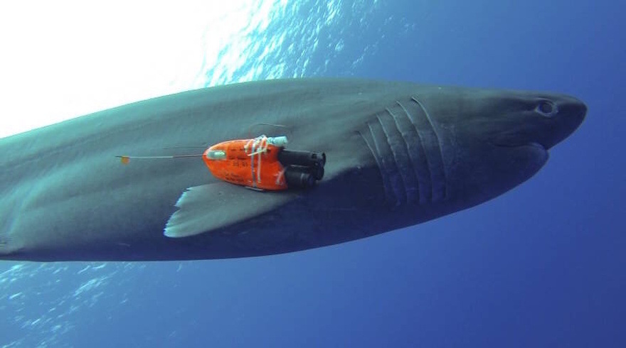 Incredible Footage Captures Moment Submarine Encounters Ancient Deep-Sea Creature Older Than Dinosaurs