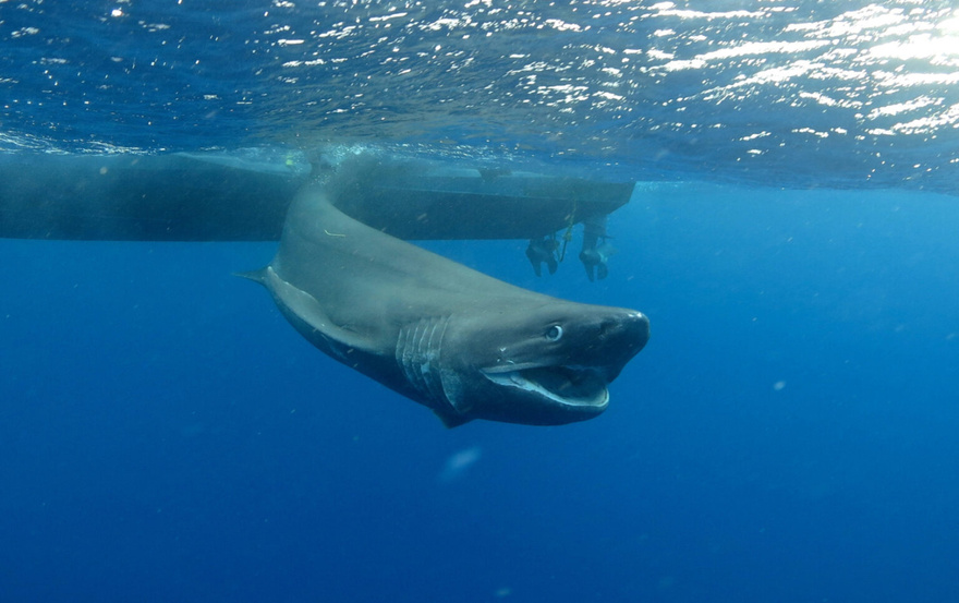 Incredible Footage Captures Moment Submarine Encounters Ancient Deep-Sea Creature Older Than Dinosaurs