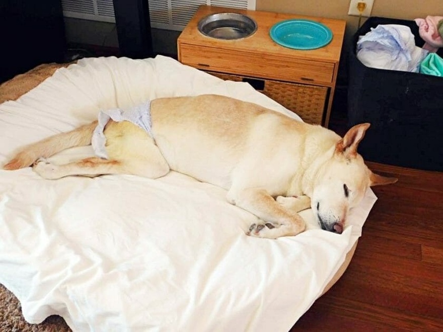 Disabled dog abandoned with a bag of diapers and a note