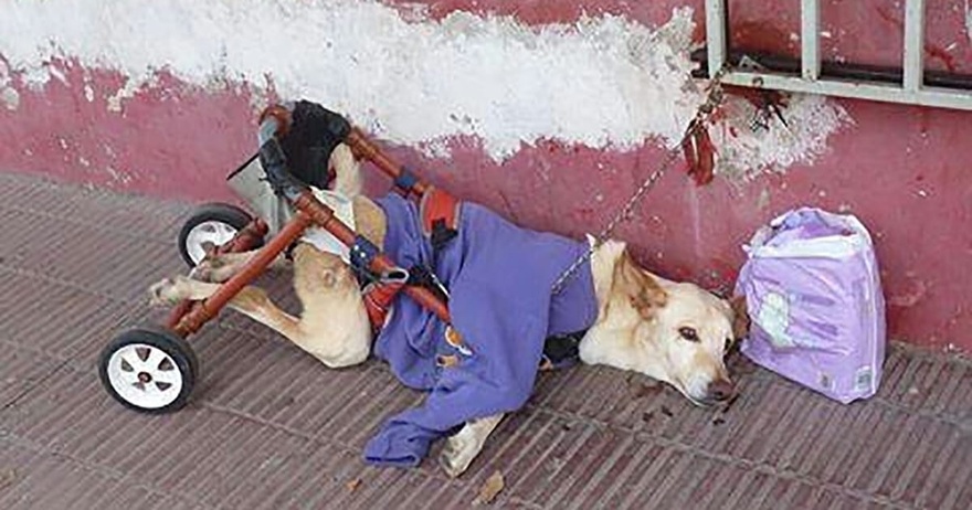 Disabled dog abandoned with a bag of diapers and a note