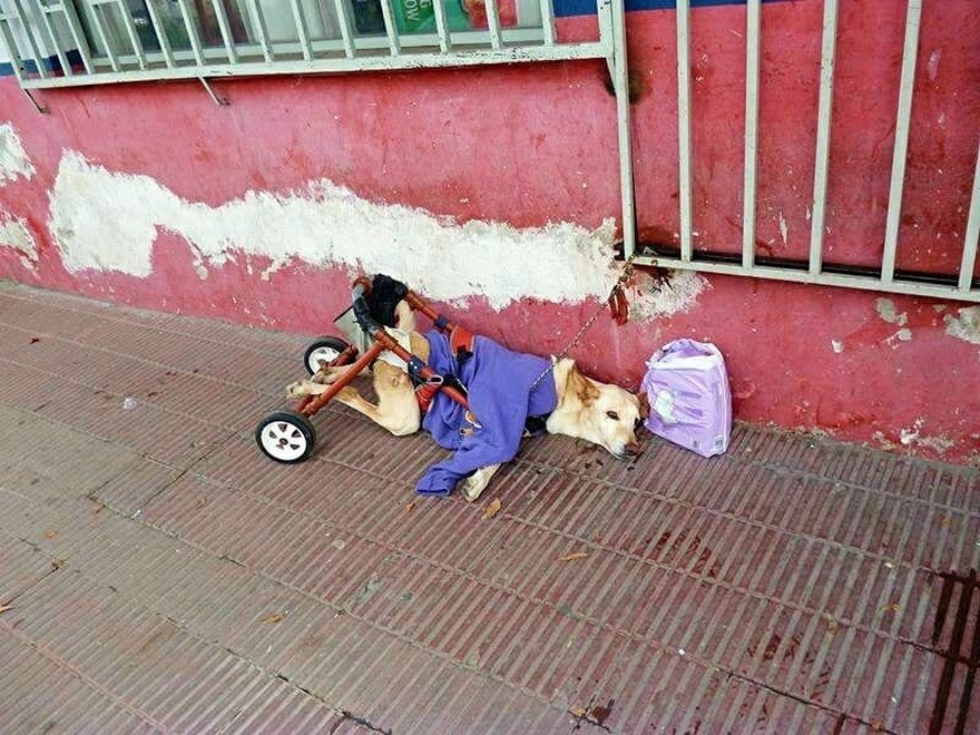 Disabled dog abandoned with a bag of diapers and a note