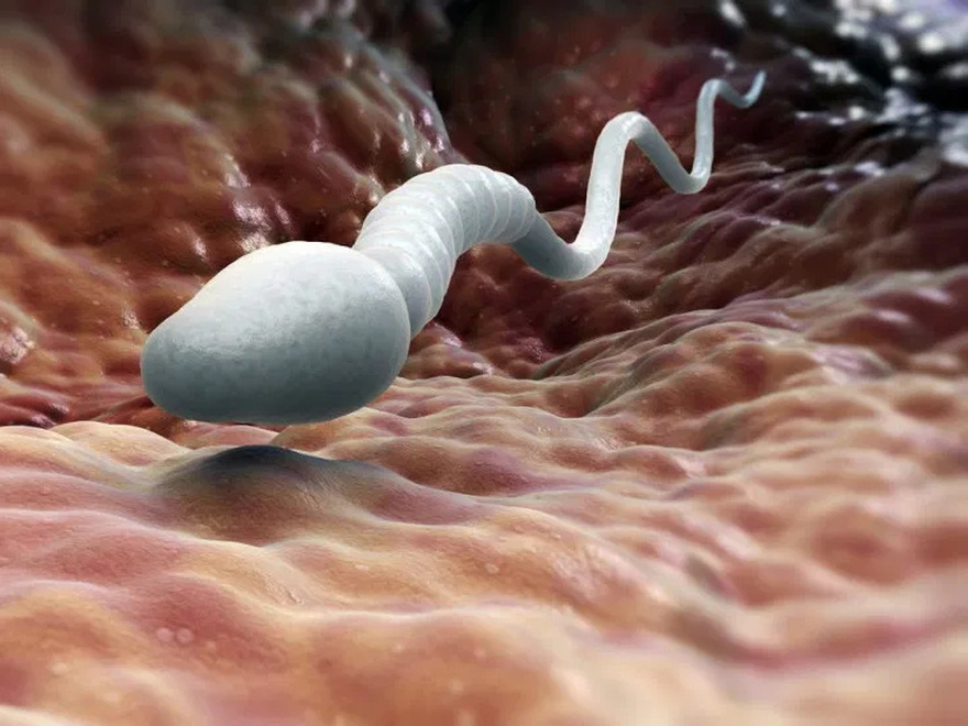 Many Knows! Swallowing Se.m.e.n: Studies Reveal that Your Partner’s