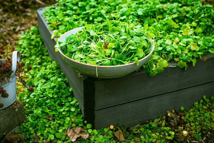 Many Confuse This Plant with a Weed, But It’s Actually Full of Surprising Health Benefits