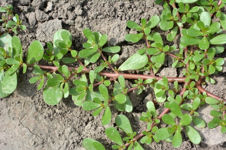 Many Confuse This Plant with a Weed, But It’s Actually Full of Surprising Health Benefits