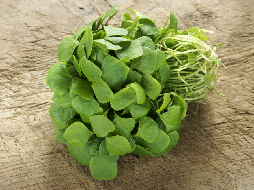 Many Confuse This Plant with a Weed, But It’s Actually Full of Surprising Health Benefits