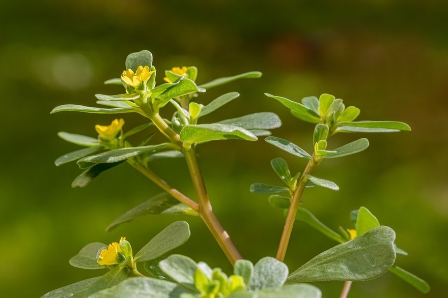 Many Confuse This Plant with a Weed, But It’s Actually Full of Surprising Health Benefits