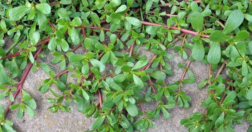 Many Confuse This Plant with a Weed, But It’s Actually Full of Surprising Health Benefits