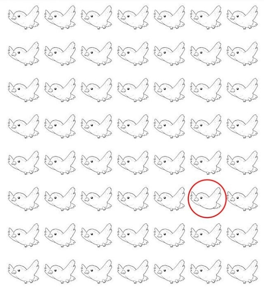 Find 13 Birds.