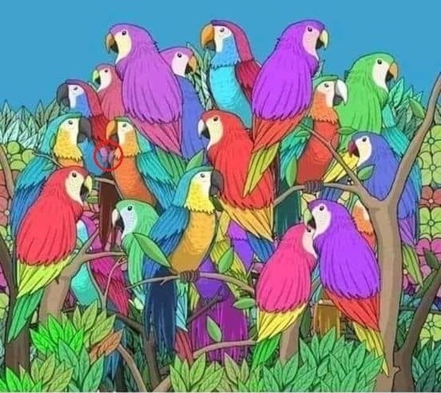 Can You Find Hidden Butterfly?