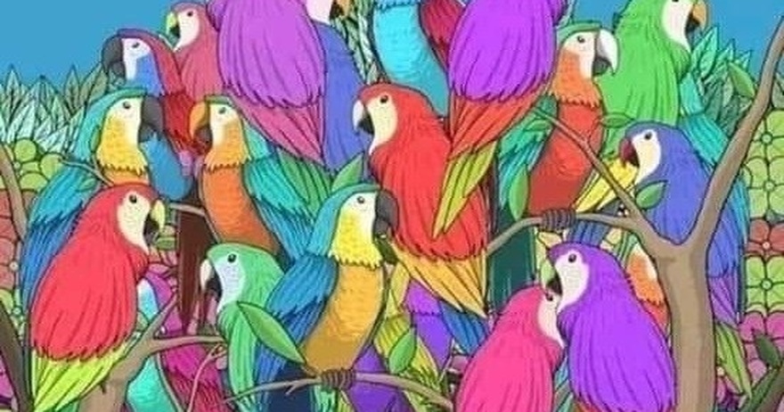 Can You Find Hidden Butterfly?