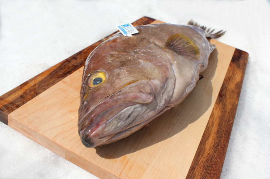 14 Fish You Should Consider Never Eating