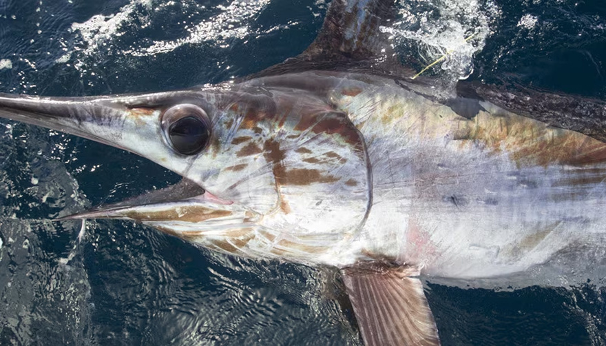 14 Fish You Should Consider Never Eating