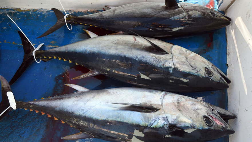 14 Fish You Should Consider Never Eating