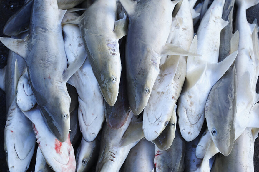 14 Fish You Should Consider Never Eating