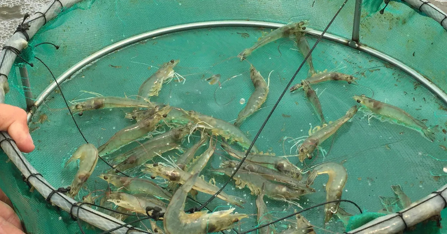 14 Fish You Should Consider Never Eating