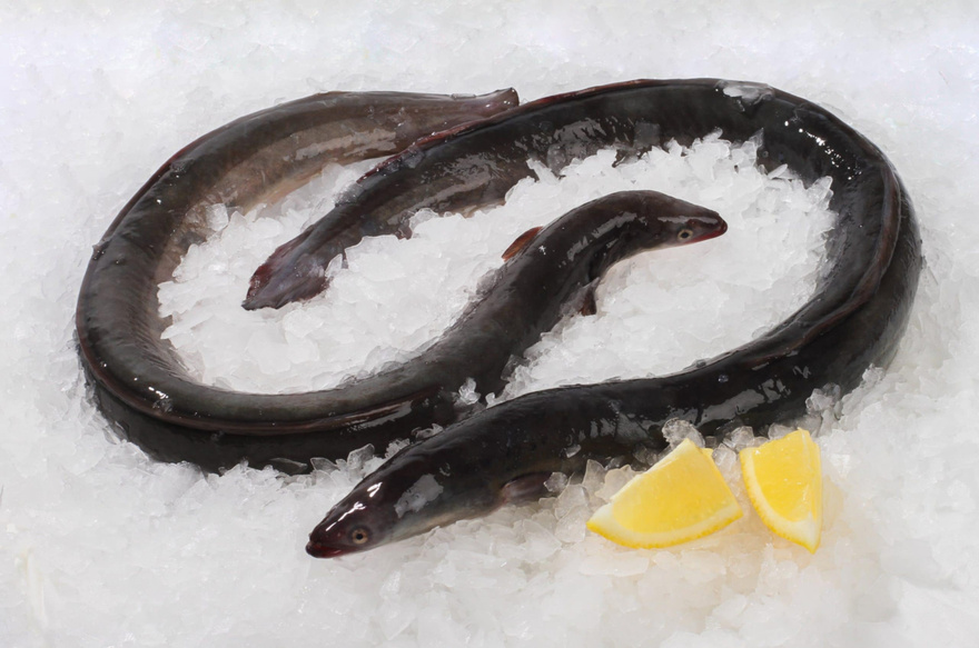 14 Fish You Should Consider Never Eating