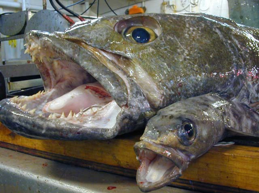 14 Fish You Should Consider Never Eating