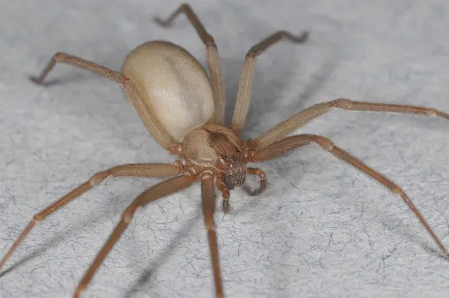Be Careful! This Spider Will Harm You With Just One Bite.
