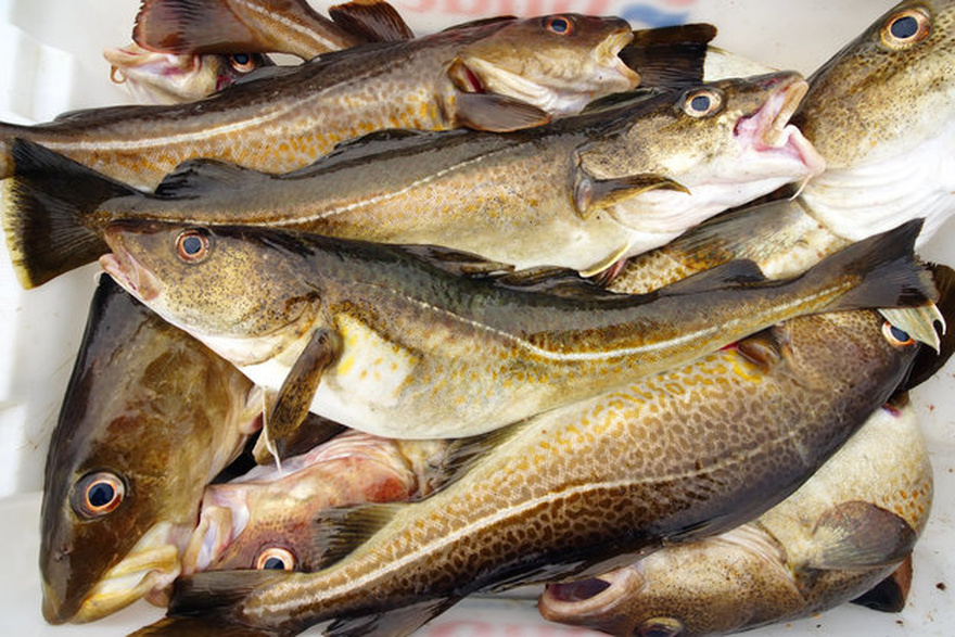 14 Fish You Should Consider Never Eating