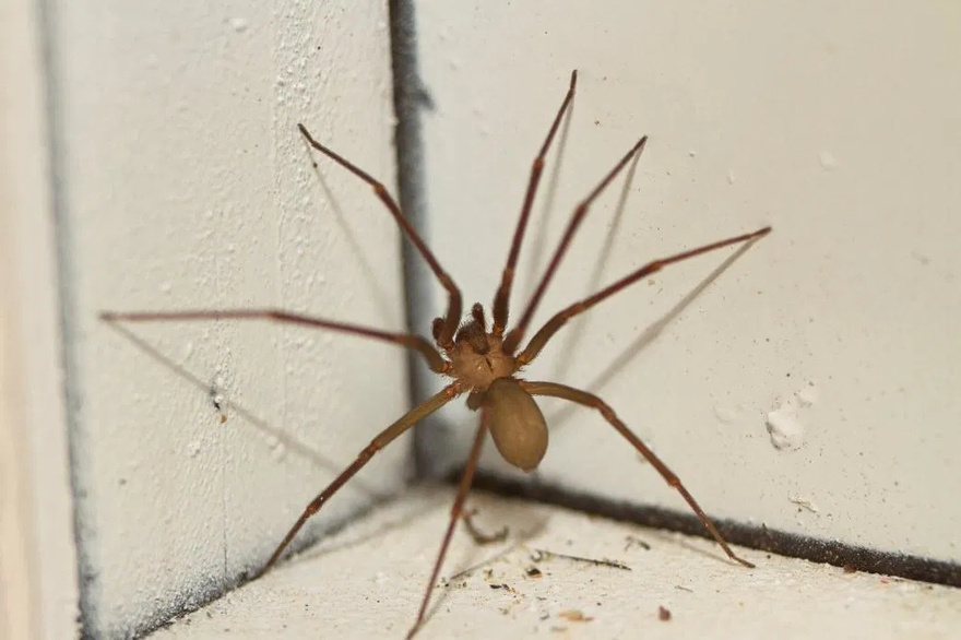 Be Careful! This Spider Will Harm You With Just One Bite.