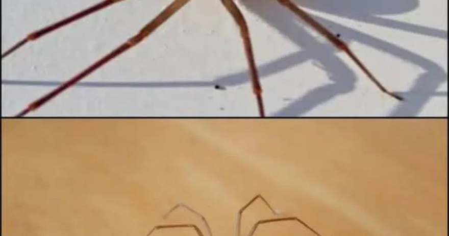 Be Careful! This Spider Will Harm You With Just One Bite.