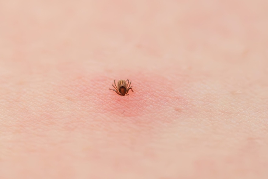 How to properly dispose of ticks if you find one