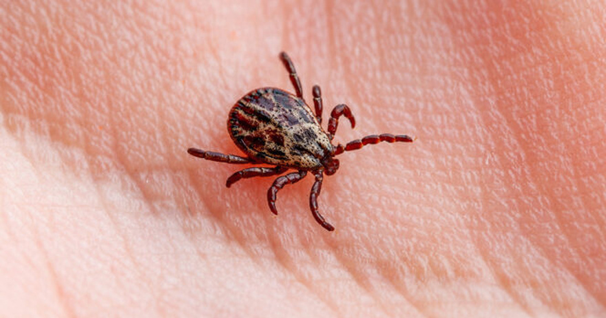 How to properly dispose of ticks if you find one