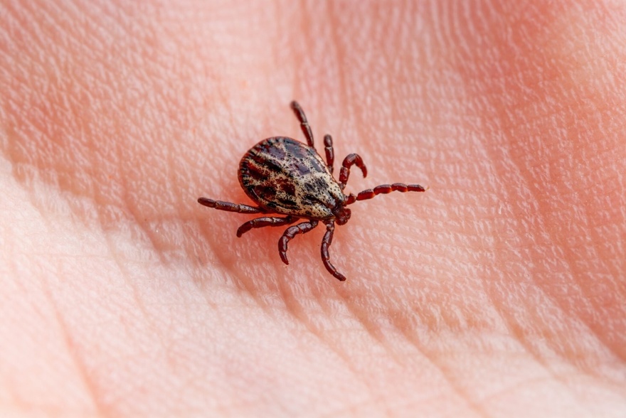 How to properly dispose of ticks if you find one