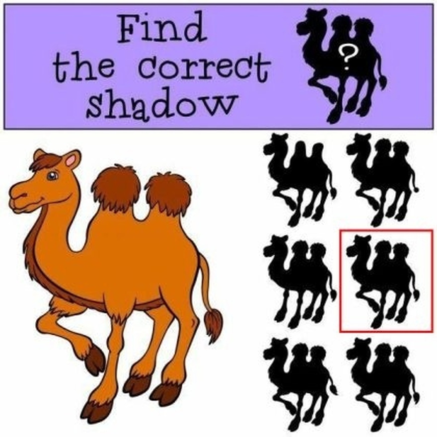 Find The Correct Shadow.