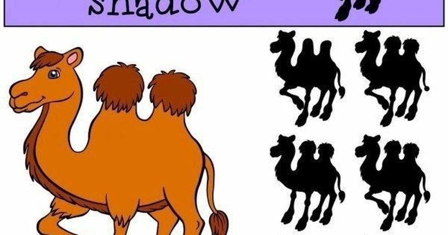 Find The Correct Shadow.