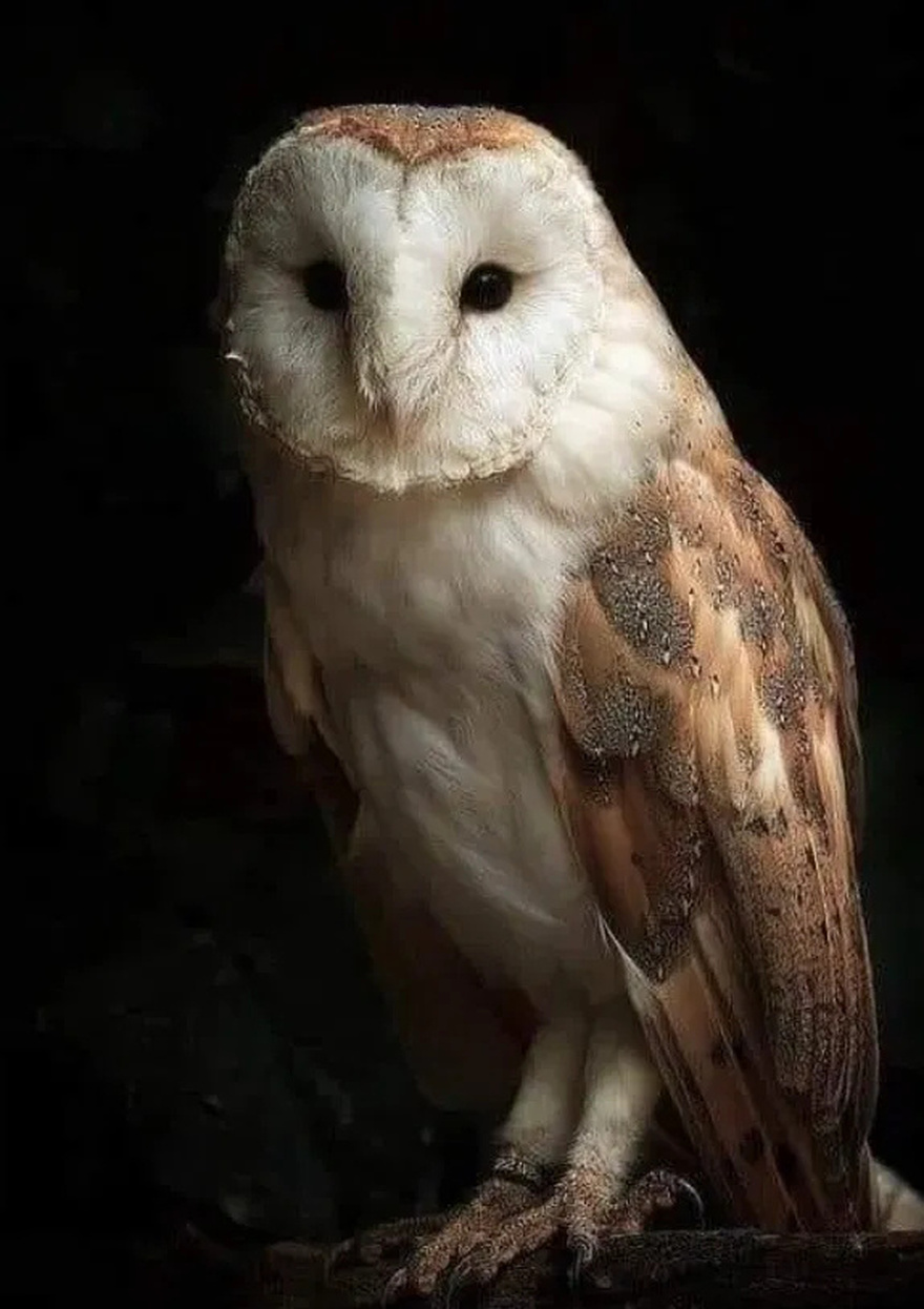 Did you know that an OWL is hovering around your house when