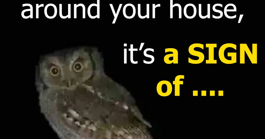 Did you know that an OWL is hovering around your house when